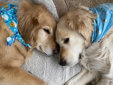 Koko and Clover