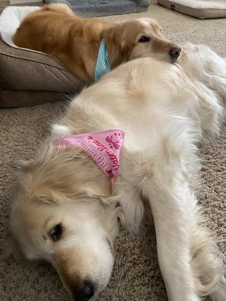 Koko and Clover
