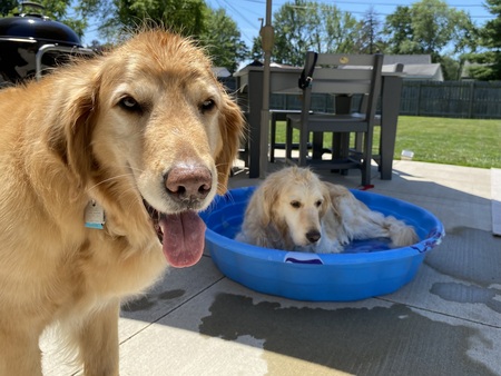 Koko and Clover