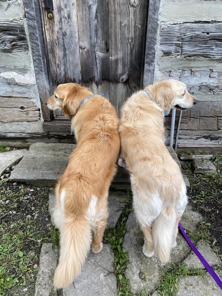 Koko and Clover