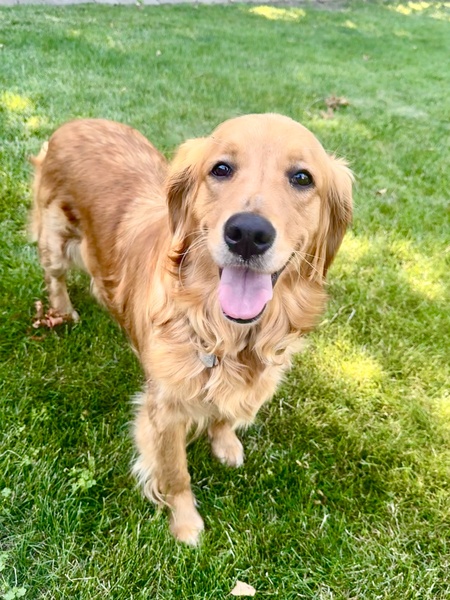 Stella