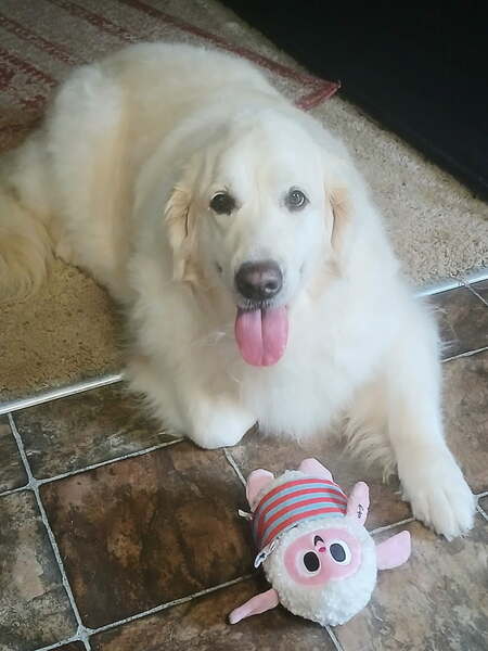 Daisy