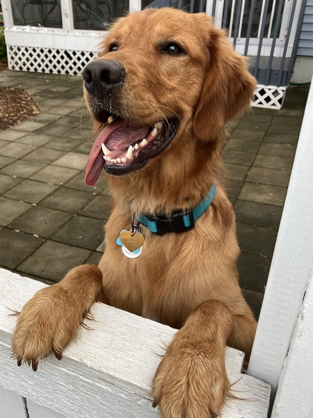 Hugo
