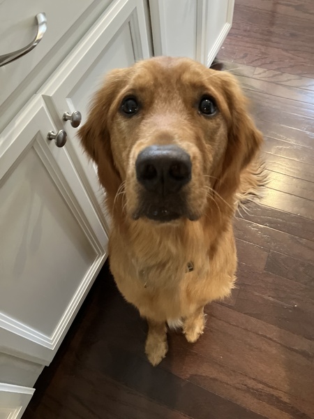 Hugo