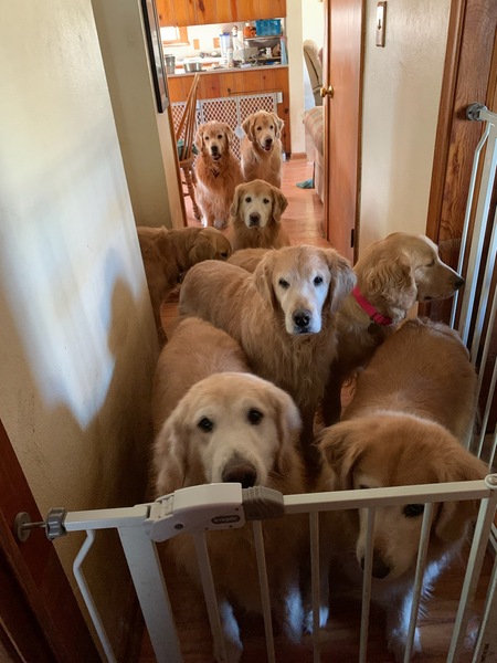 Dusty, Darbee, Berwick,  Cheyenne, Kyna, Derri,  Chatham,  and Kindle