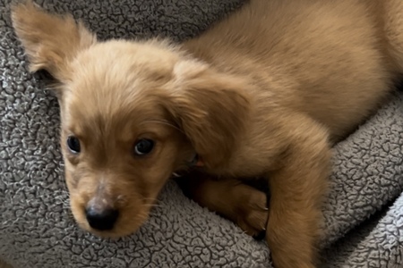 Winston