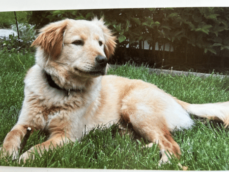 Chico
