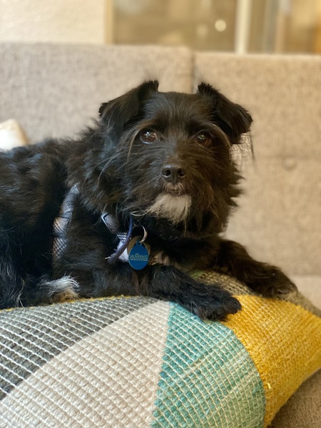 Dougal 