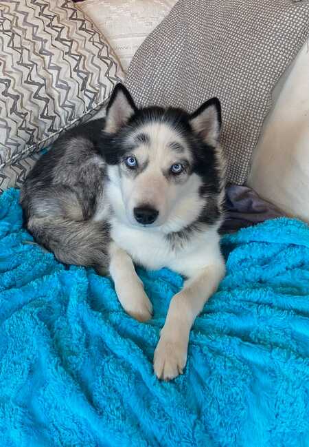Rocko