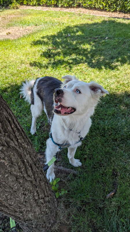 Rosco Bones