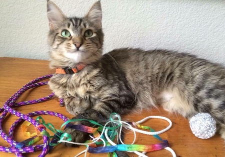 Moon the Maine Coon Cat