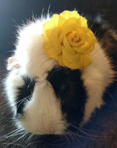 Oreo