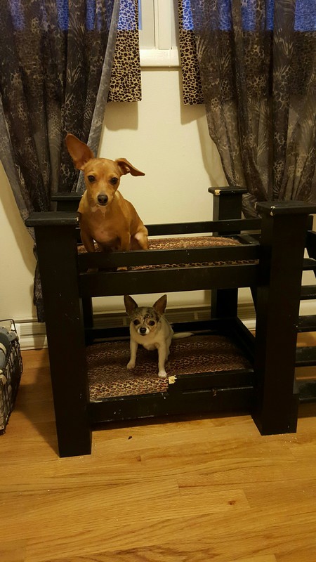 Charles & Darwin