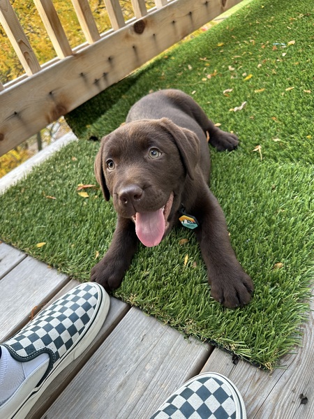 Nacho