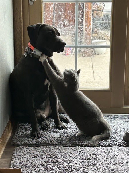 Camo and Walter
