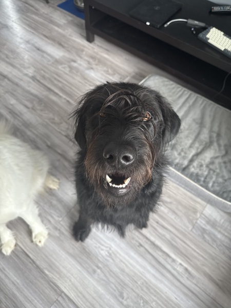 Kirko 