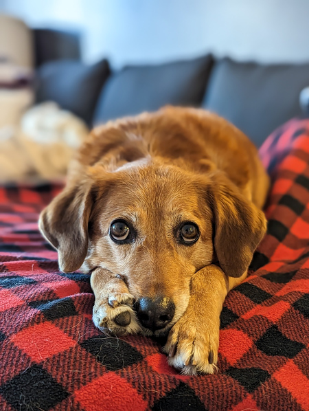 Bella