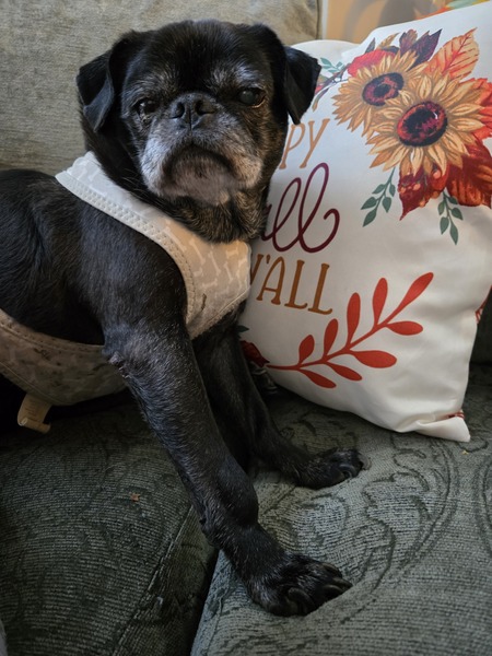 Odie