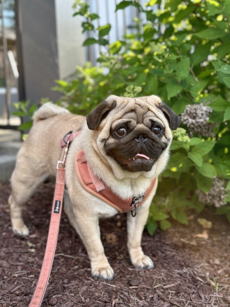 Walter Puggington