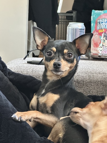 Stella Bella