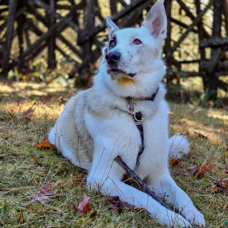 Mika