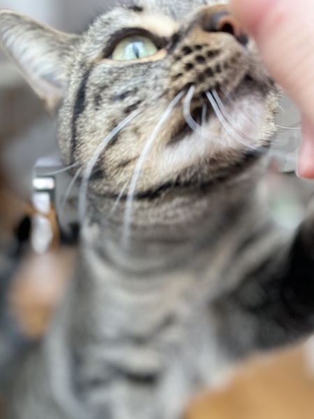 Mimi