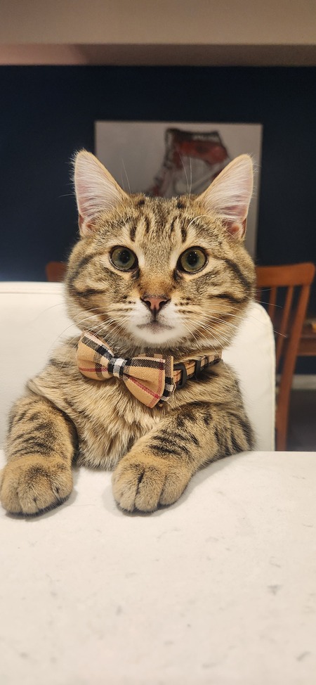 Brady Catchuck