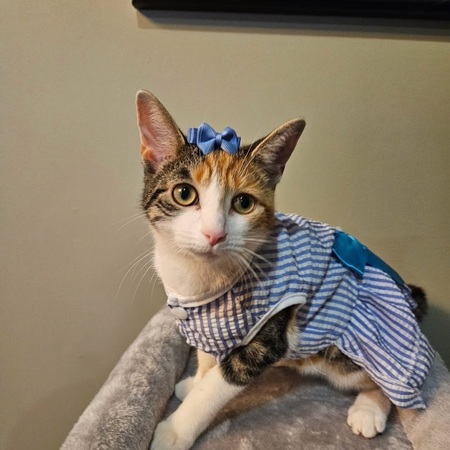 Bonita