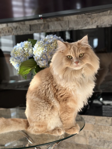 Leo