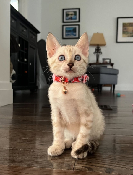 Mowgli 