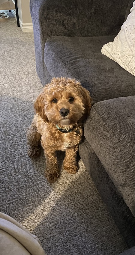 Cooper