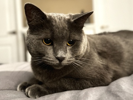 Minou