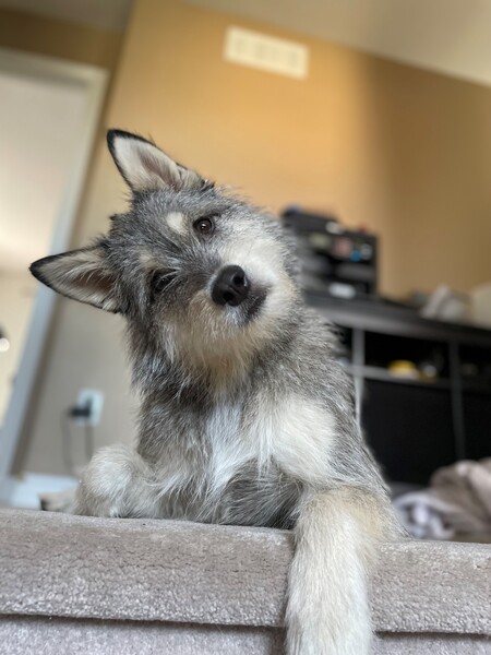 Baxter
