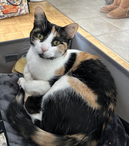 Cleocatra