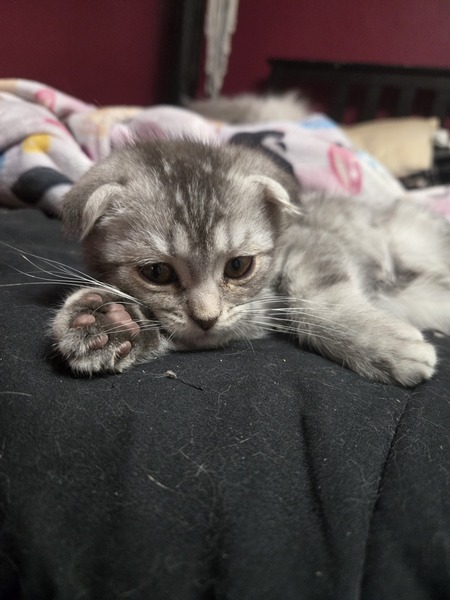 Bean