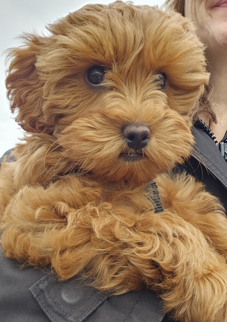 Coco 