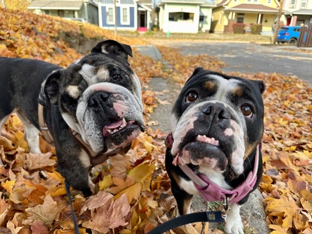 Indi and Sosa
