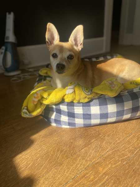 Chico