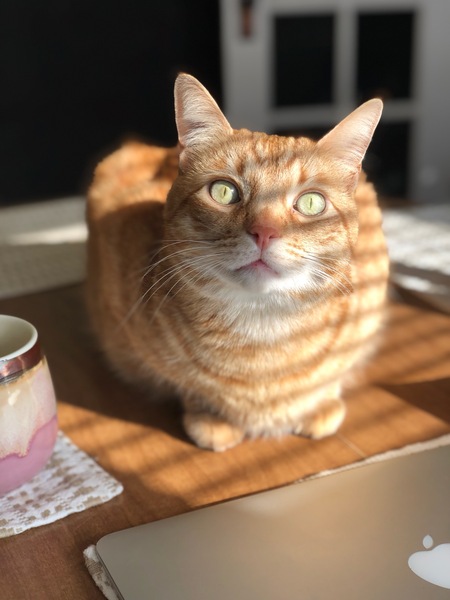 Nic