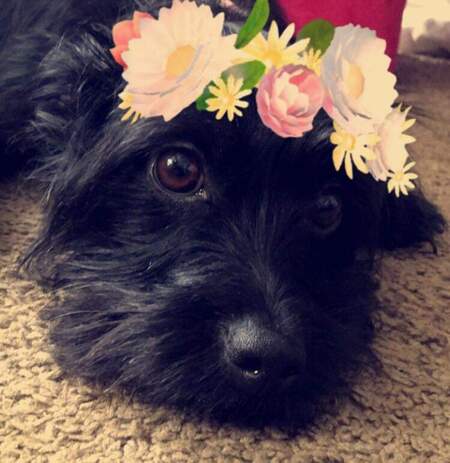 Saydi
