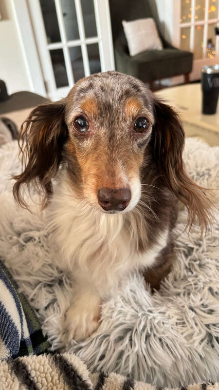 Klaus