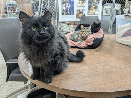 River and the Warehouse Cats
