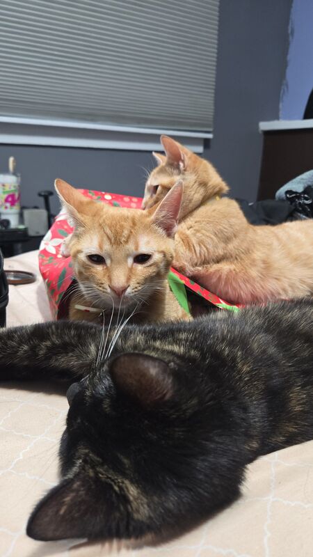 Lola//balck) Mango//middle one) Clover the 3th one