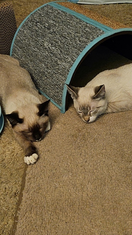 Lyla & Lyle