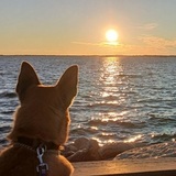 Entry image for A "doggone" beautiful Sunset