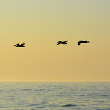 Entry image for Pelicans at Sunrise