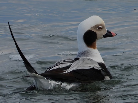 Long-tailed Duck