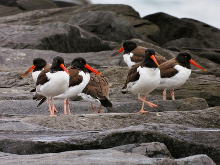 Oystercatchers
