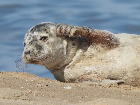 Seal on the beach