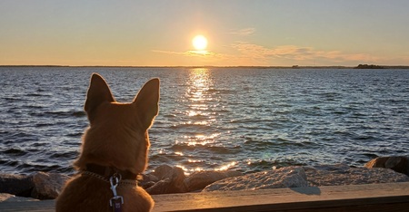 A "doggone" beautiful Sunset